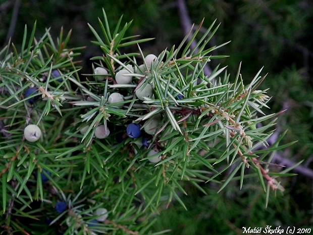 borievka obyčajná Juniperus communis L.