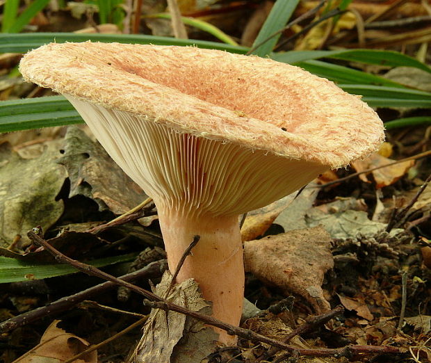 rýdzik kravský Lactarius torminosus (Schaeff.) Gray