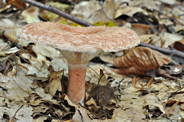 rýdzik kravský Lactarius torminosus (Schaeff.) Gray