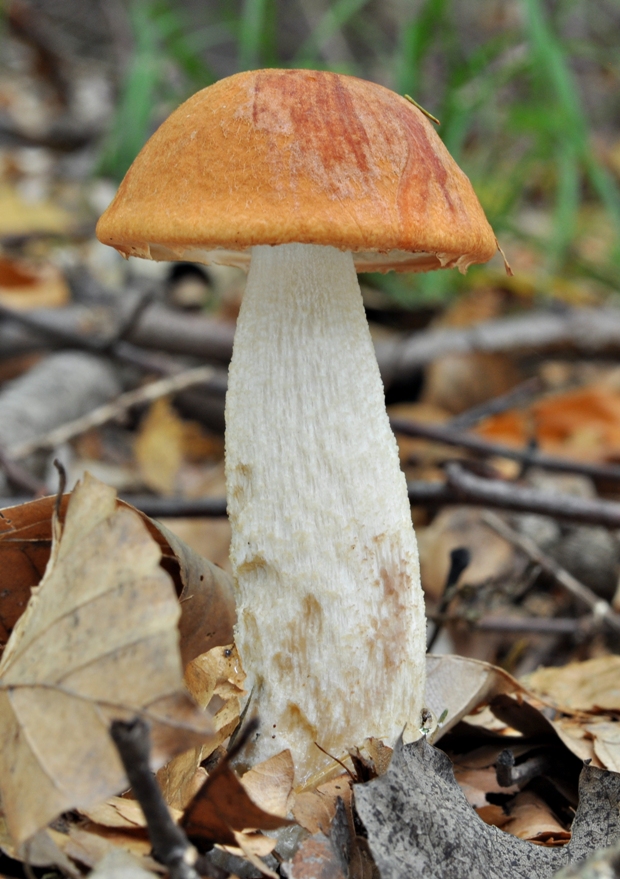 kozák osikový Leccinum albostipitatum den Bakker & Noordel.