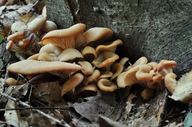 húževnatček ulitovitý Lentinellus cochleatus (Pers.) P. Karst.