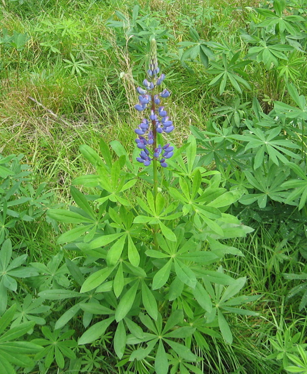 lupina mnoholistá Lupinus polyphyllus Lindl.