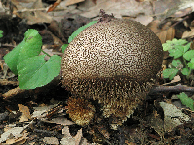 prášnica pichliačová Lycoperdon echinatum Pers.