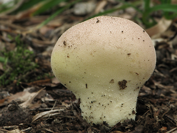 prášnica Lycoperdon sp.