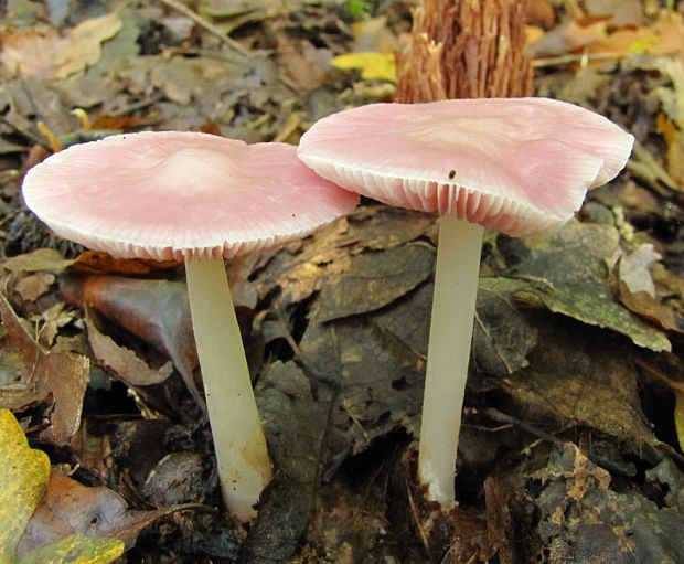 prilbička ružovkastá Mycena rosea Gramberg