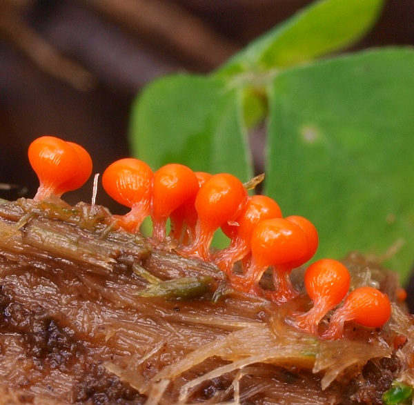 slizovka Myxomycetes