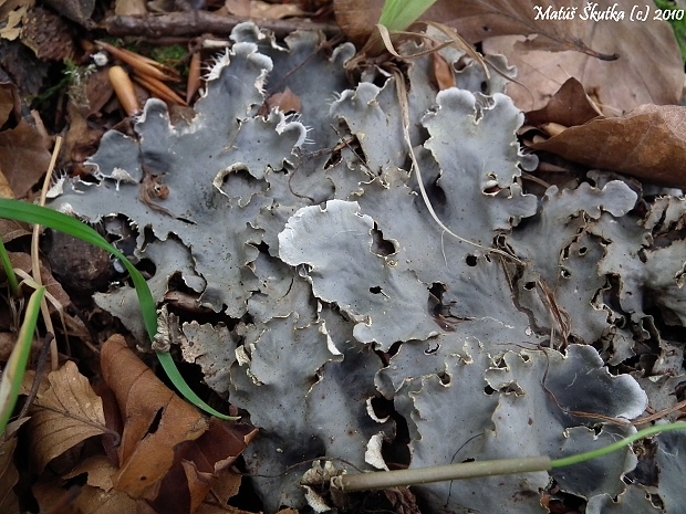 štítnatec Peltigera sp.