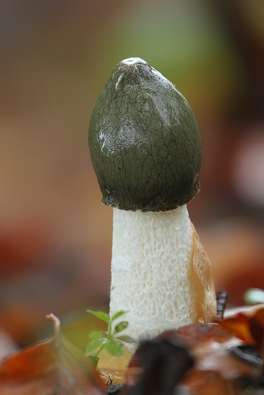 hadovka smradľavá Phallus impudicus L.