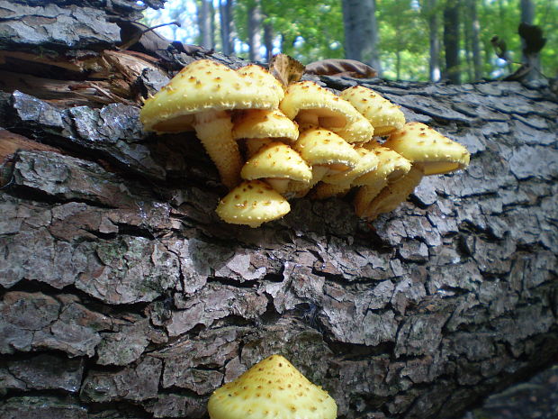 šupinovka slizká Pholiota adiposa (Batsch) P. Kumm.