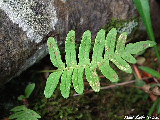 sladič obyčajný Polypodium vulgare L.