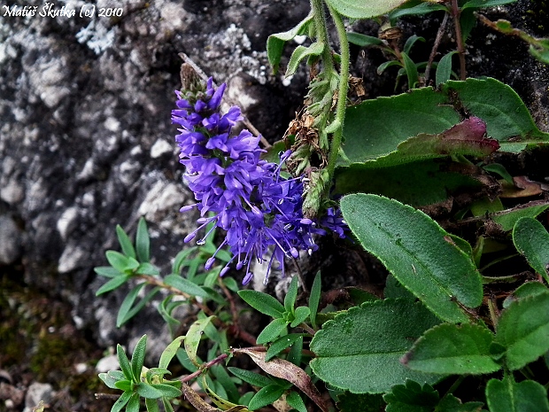 veronikovec Pseudolysimachion sp.