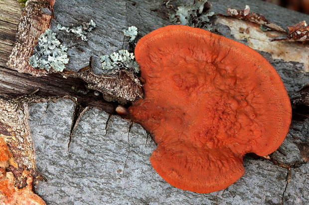 červenica rumelková Pycnoporus cinnabarinus (Jacq.) P. Karst.