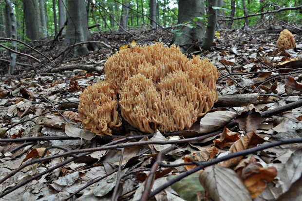 strapačka úhľadná Ramaria formosa (Pers.) Quél.