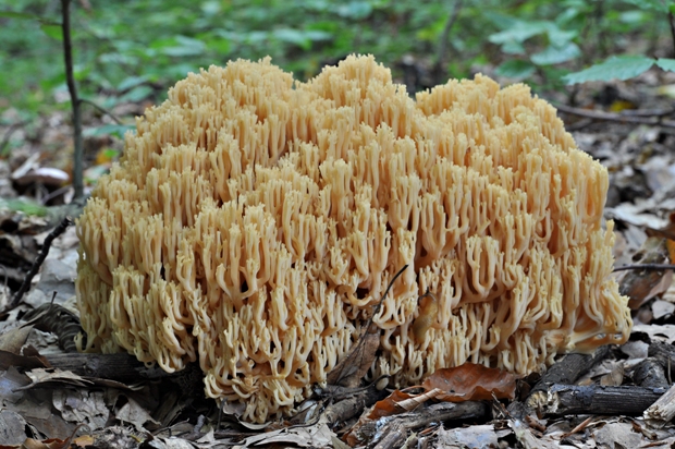 strapačka úhľadná Ramaria formosa (Pers.) Quél.