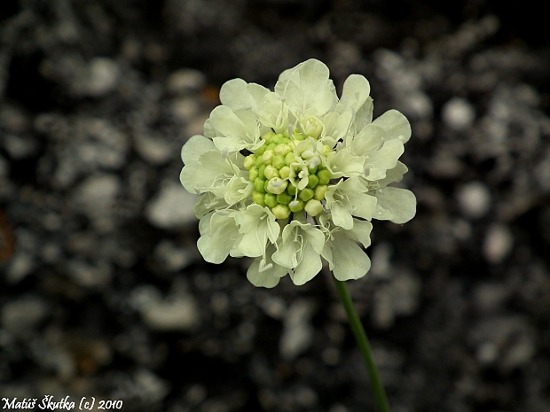 hlaváč žltkastý Scabiosa ochroleuca L.