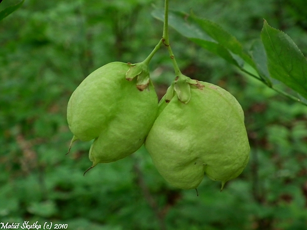 klokoč perovitý Staphylea pinnata L.