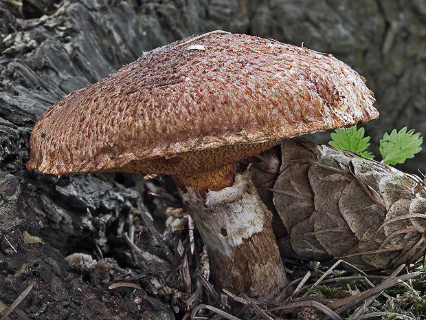 masliak duglaskový Suillus lakei (Murrill) A.H. Sm. & Thiers