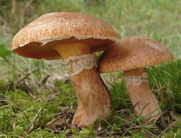 masliak tridentský Suillus tridentinus (Bres.) Singer