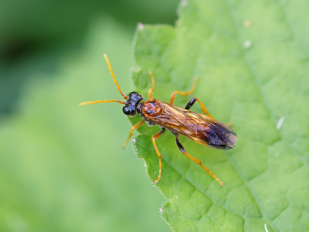 piliarka poľná Tenthredo campestris