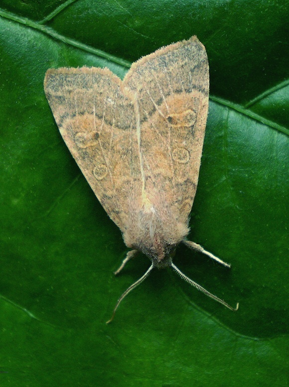 mora očkatá Xanthia ocellaris