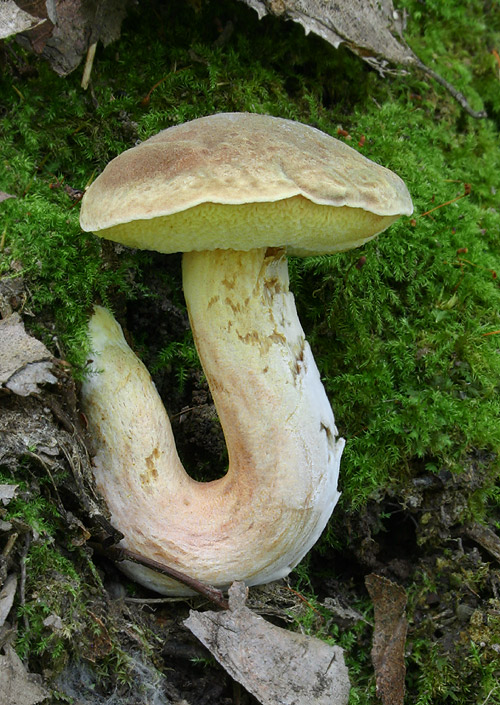 suchohríb plstnatý Xerocomus subtomentosus L.