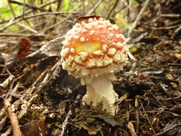 muchotrávka červená Amanita muscaria (L.) Lam.