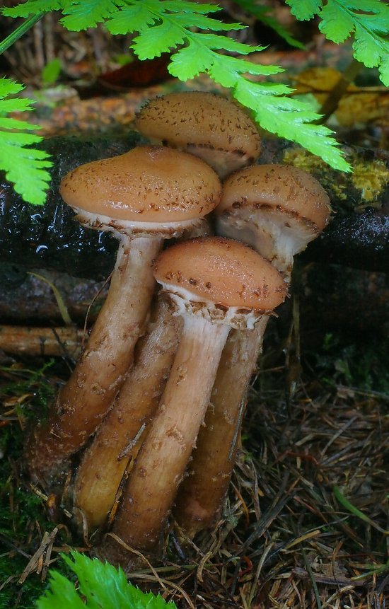 podpňovka tmavá Armillaria ostoyae (Romagn.) Herink