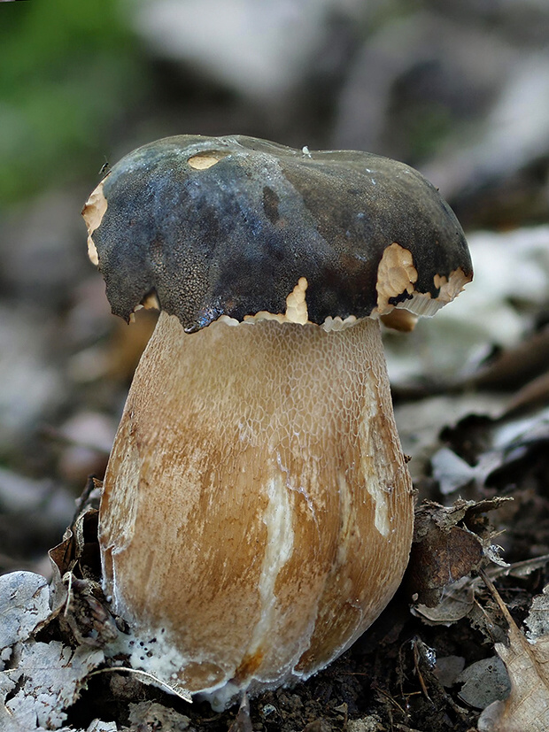 hríb bronzový Boletus aereus Bull. ex Fr.