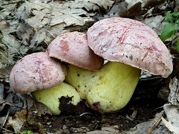 hríb kráľovský Butyriboletus regius (Krombh.) D. Arora & J.L. Frank