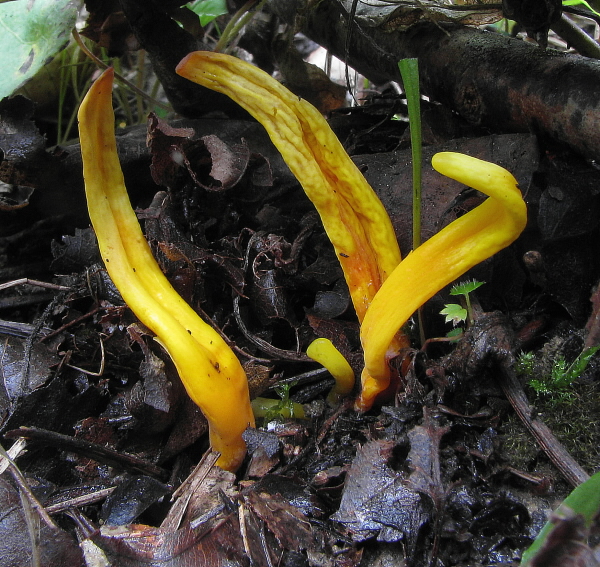 pakonárovka Clavulinopsis sp.