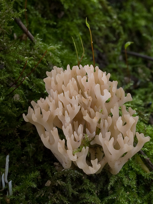 pastrapačka hnedá Clavulinopsis umbrinella (Sacc.) Corner