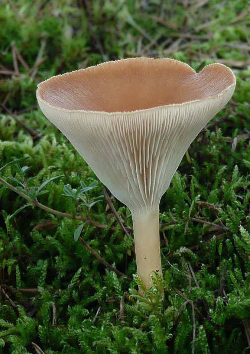 strmuľka lievikovitá Clitocybe gibba (Pers.) P. Kumm.