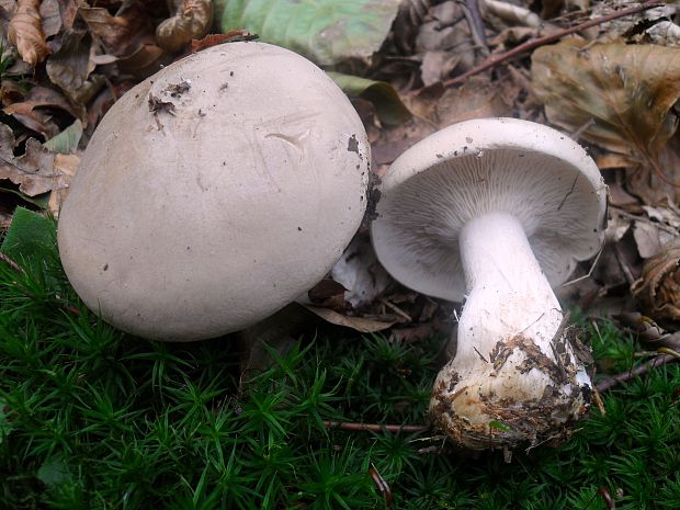 strmuľka inovaťová Clitocybe nebularis (Batsch) P. Kumm.