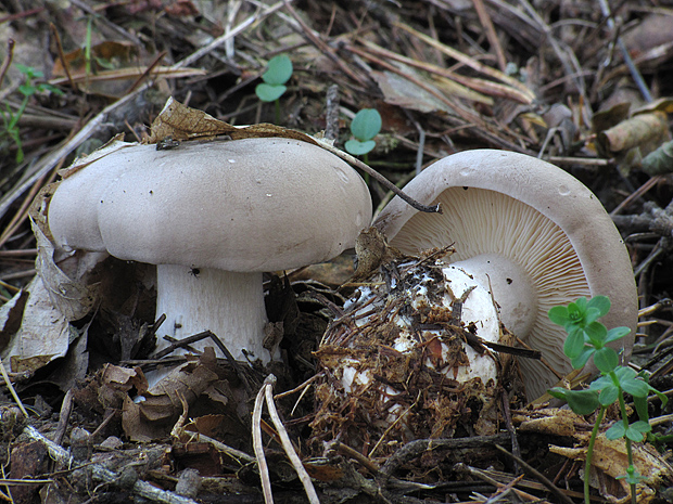 strmuľka inovaťová Clitocybe nebularis (Batsch) P. Kumm.