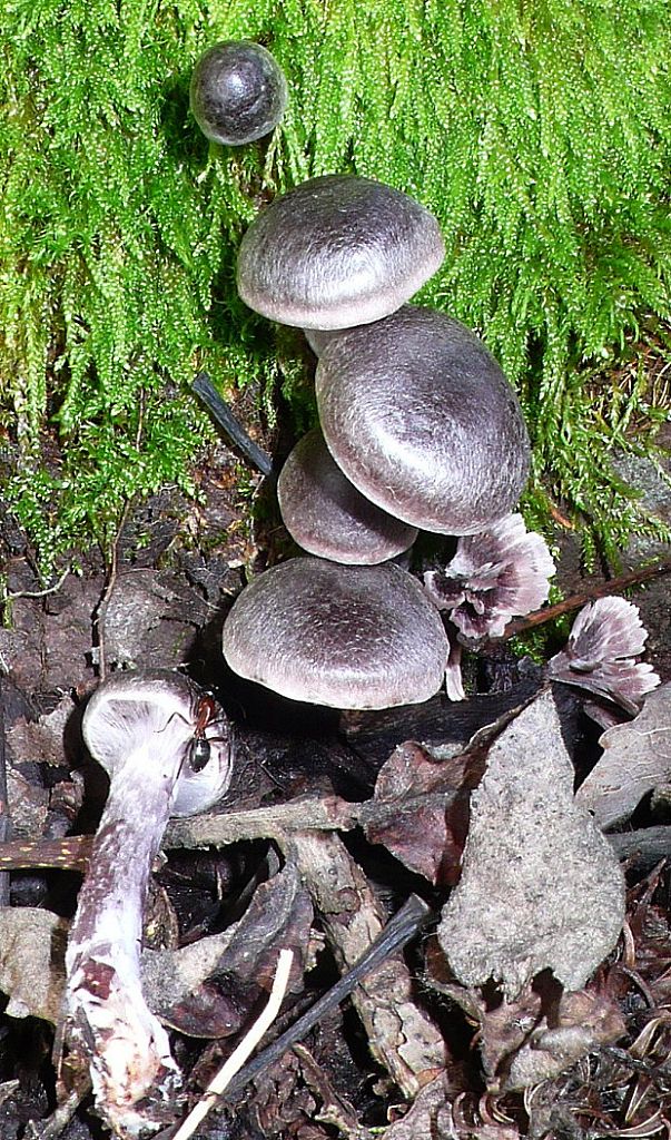 pavučinovec ? Cortinarius sp.