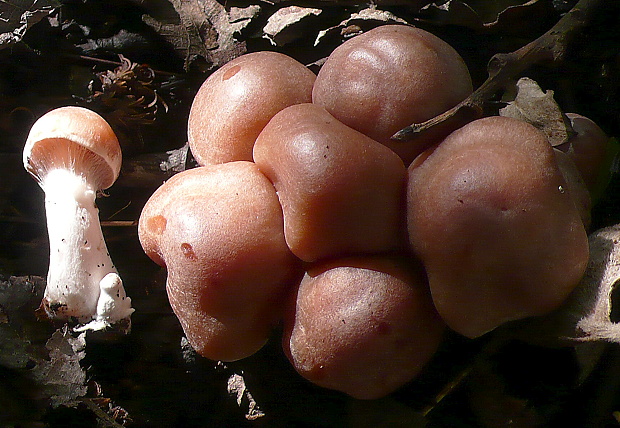 pavučinovec ? Cortinarius sp.