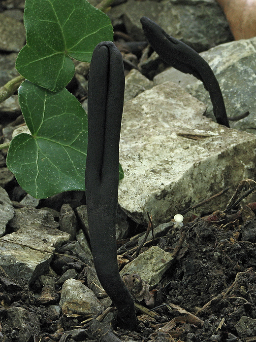 jazýček Geoglossum sp.