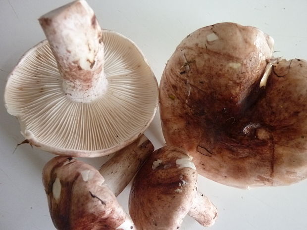 šťavnačka plávkovitá Hygrophorus russula (Schaeff.) Kauffman