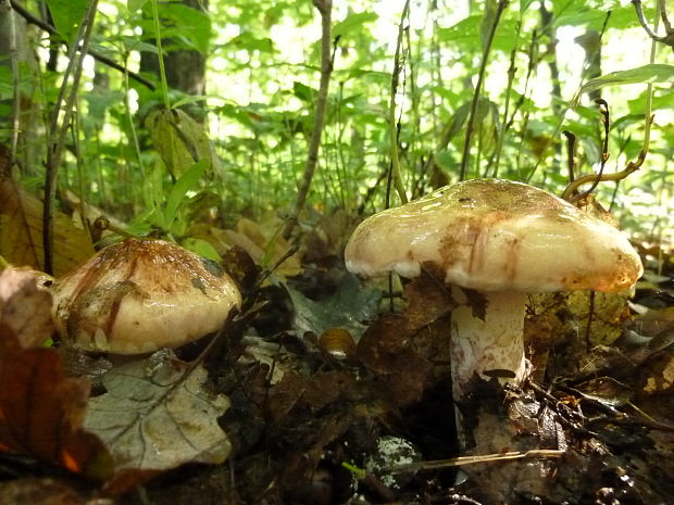 šťavnačka Hygrophorus sp.