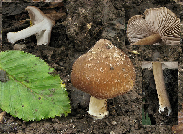 vláknica škvrnitá Inosperma maculatum (Boud.) Matheny & Esteve-Rav.