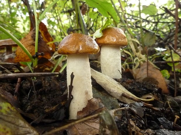 kozák osikový Leccinum albostipitatum den Bakker & Noordel.