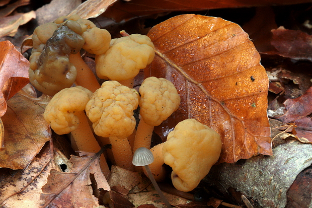 klincovka slizká Leotia lubrica (Scop.) Pers.