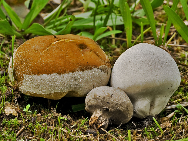 prášnica Lycoperdon sp.