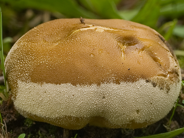 prášnica Lycoperdon sp.