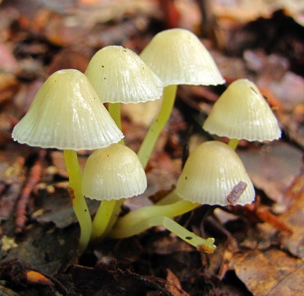 prilbička slizká Mycena epipterygia (Scop.) Gray