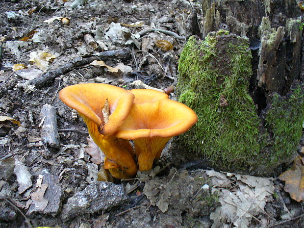 kališník hnedooranžový Omphalotus olearius (DC.) Singer