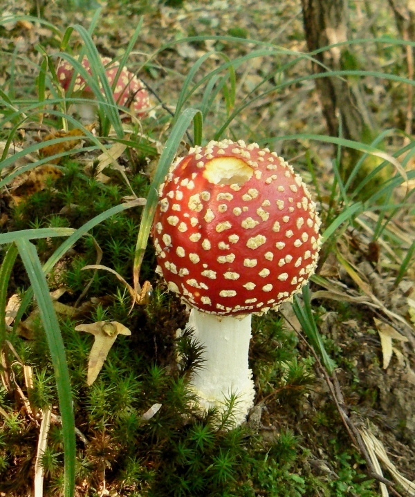 muchotrávka červená Amanita muscaria (L.) Lam.