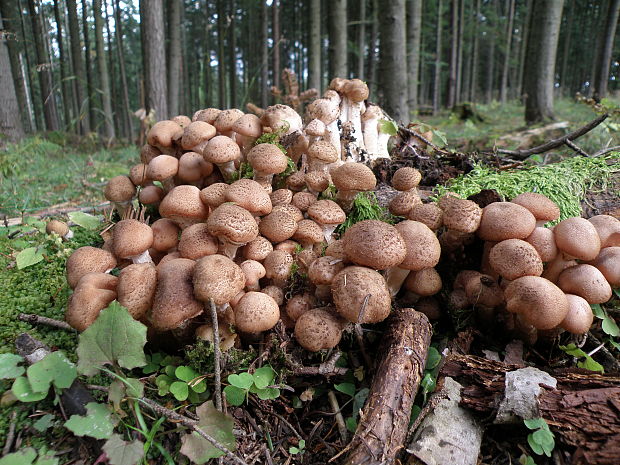 podpňovka obyčajná Armillaria mellea (Vahl) P. Kumm.