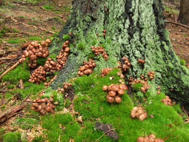 podpňovka tmavá Armillaria ostoyae (Romagn.) Herink