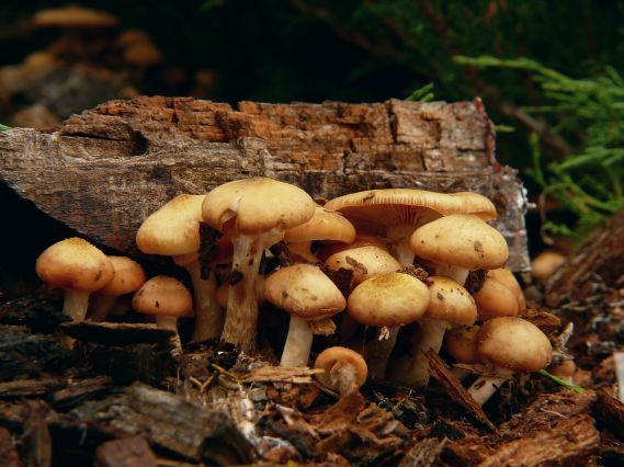 podpňovka Armillaria sp.